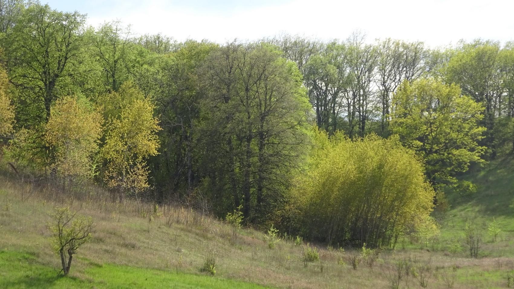 Виртуальная выставка «Дивногорские леса»