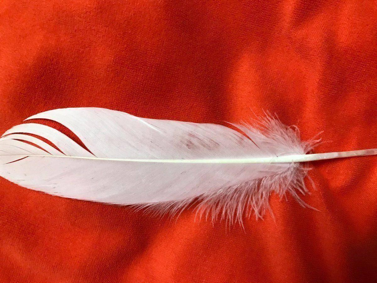 Мастер класс «Кисточка из гусиного пер»