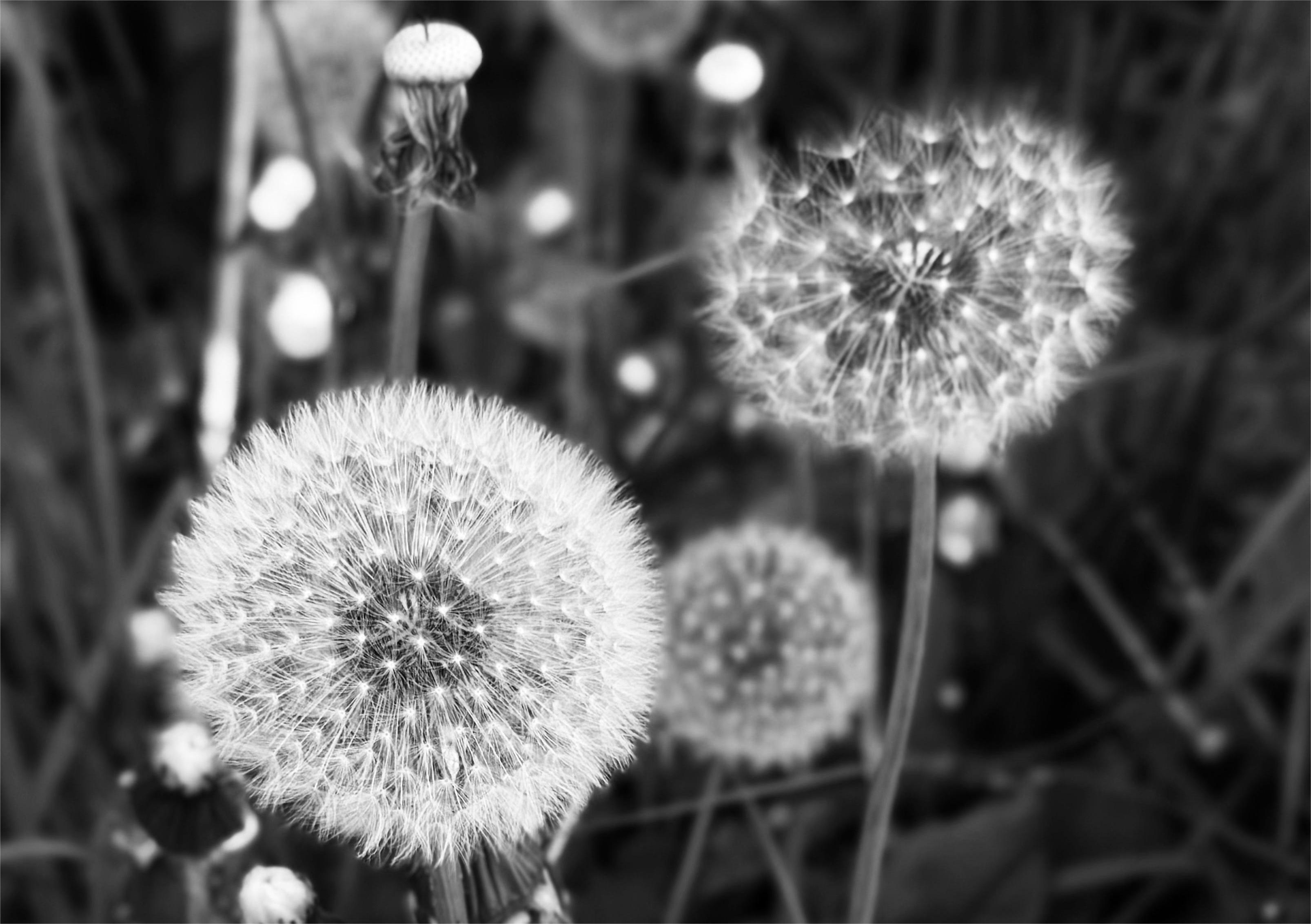 Персональная выставка фотографа Елены Гущиной «Предвестники лета»
