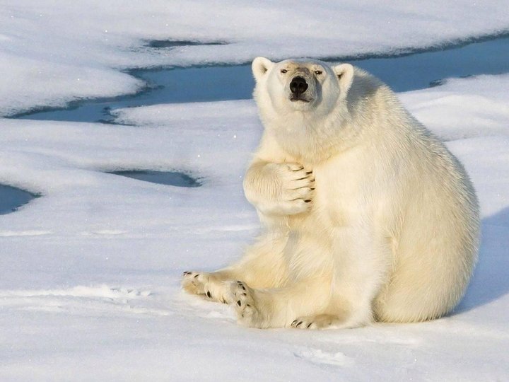 Белый медведь работа. Белый медведь охотится на нерпу. Белый медведь. Белые медведи на камчатке. Мех белого медведя.