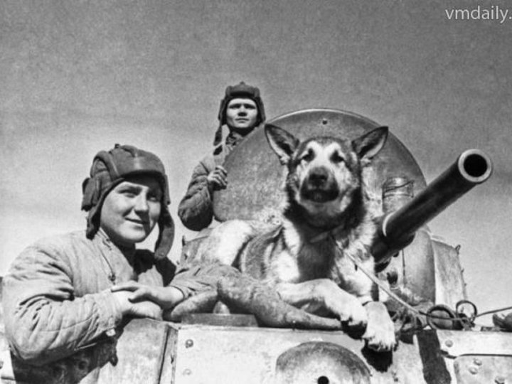 «Собаки-Герои Великой Отечественной»