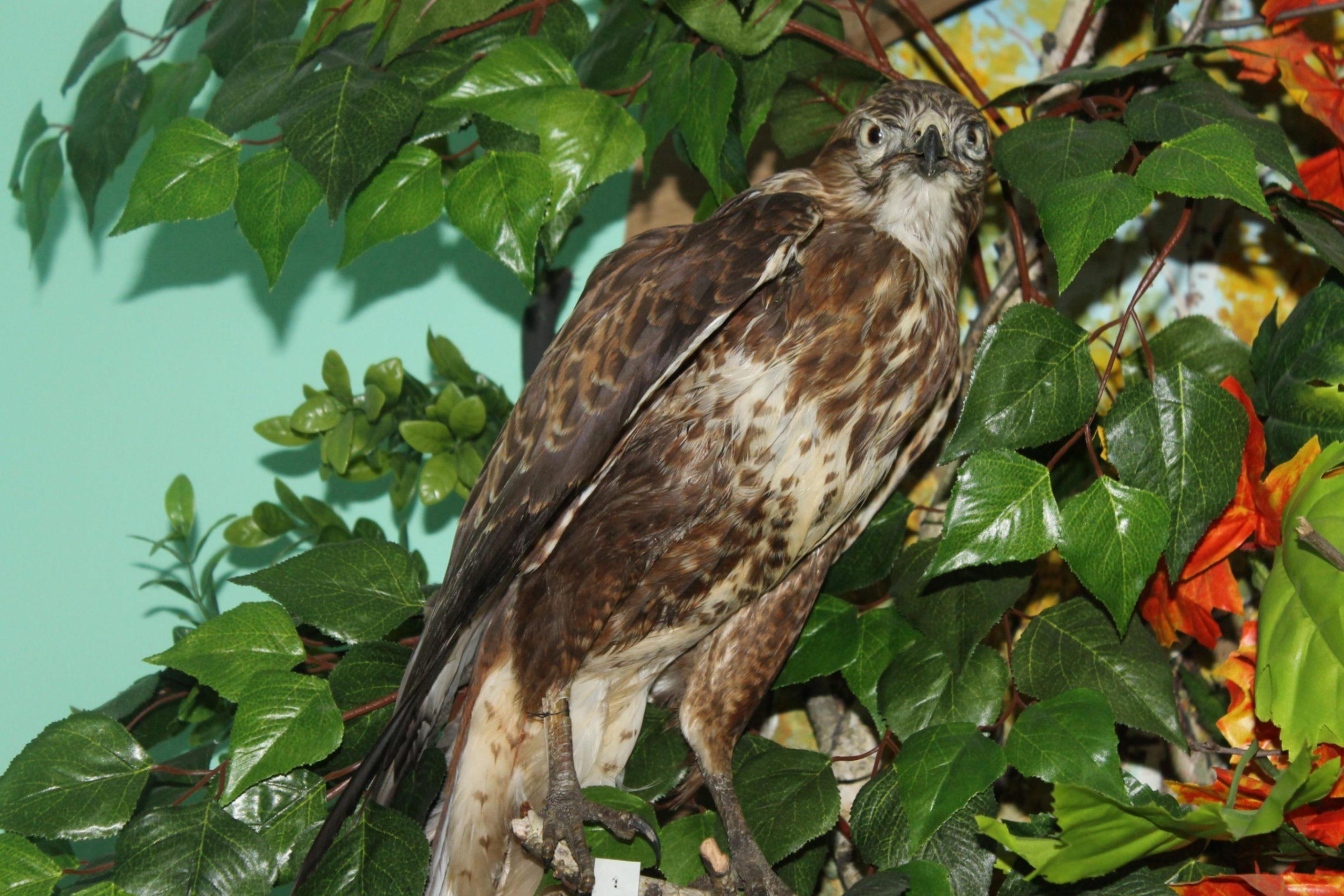 Познавательная программа «Летучи и пернаты»