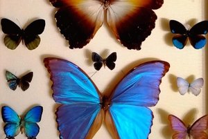 Энтомологическая выставка «Другой мир вокруг нас»