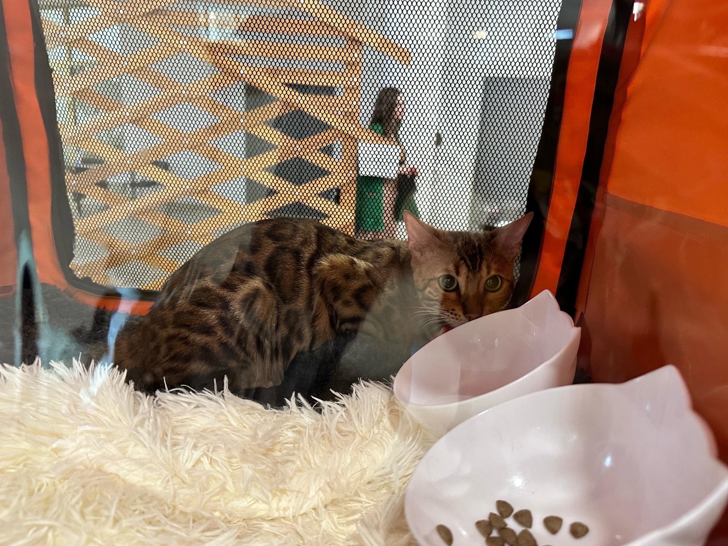 Выставка кошек
