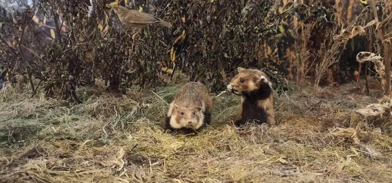 Постоянная экспозиция «Отдел природы»