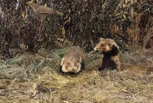 Постоянная экспозиция «Отдел природы»