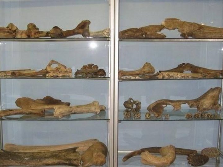 Музейный урок «Знакомство с палеонтологией»