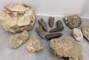 Программа «Окаменелости, которые вы можете найти»