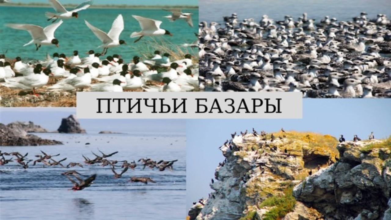 Викторина «Птичьи базары»