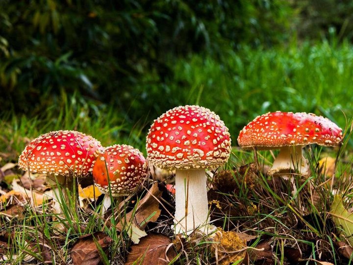 Виртуальное путешествие «Опасные растения и грибы»