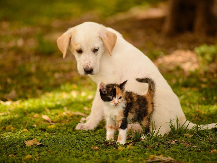 Щенок и котенок. Милые котята и щенки. Животные котята и щенки. Милые домашние животные. Животные котята и щенки.