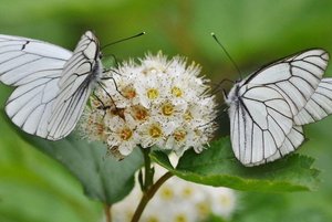 Выставка «Их больше, чем звезд»