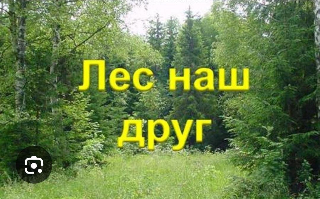 Викторина «Лес наш друг»