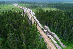 Музейное занятие «Лес, лесная промышленность и экология»