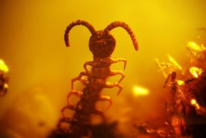 Выставка «Доисторические насекомые в янтаре»