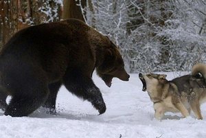 Волк против медведя