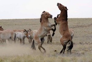 Выставка «Нулевой статус, или О лошади Пржевальского»