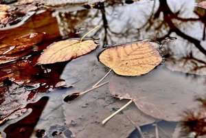 «Фотография. Танага Виктория» – выставка работ учащейся ДХШ им. В.А.Филиппова