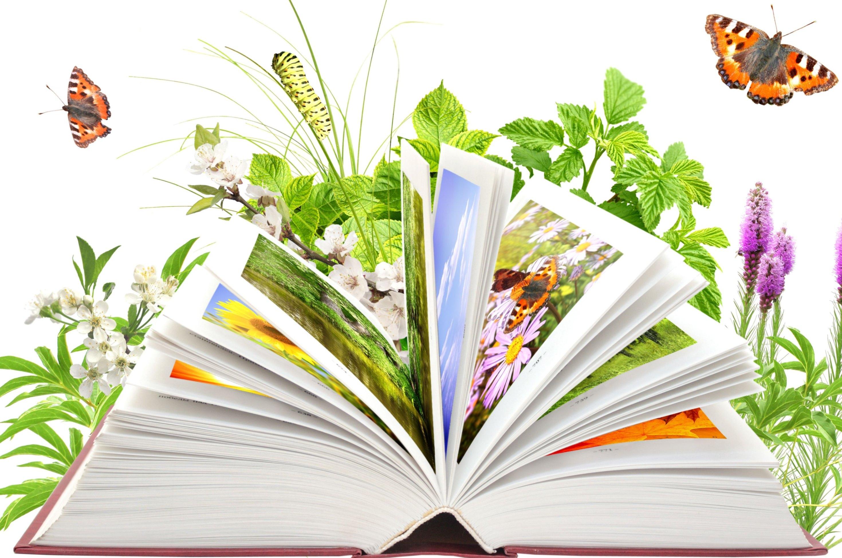Книжная выставка «Книжное лето»