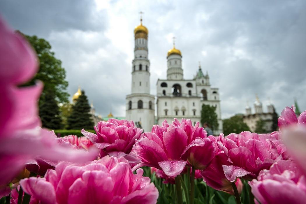 Программа «Царская аптека»