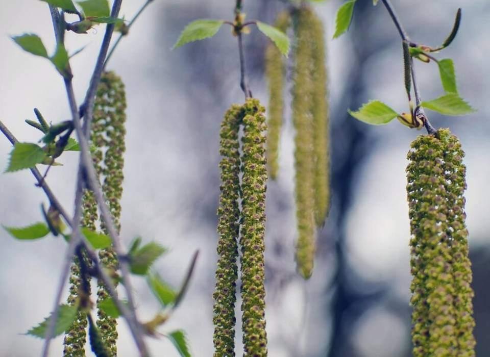 «Иосиф Песнописец» фольклорный час