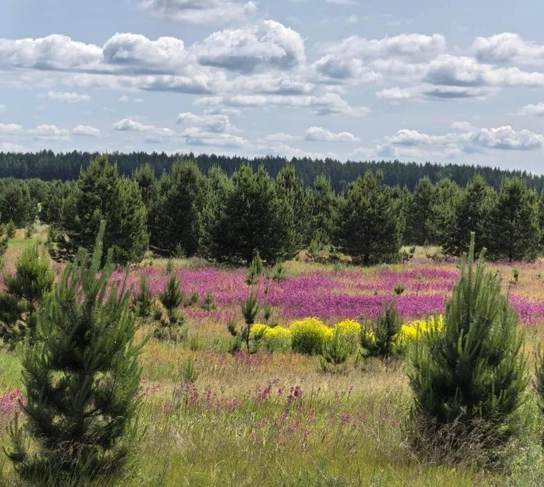 Познавательно-игровая программа «Сердцу милая сторонка»