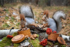 Фотовыставка «Белки в кадре: истории сибирского леса»