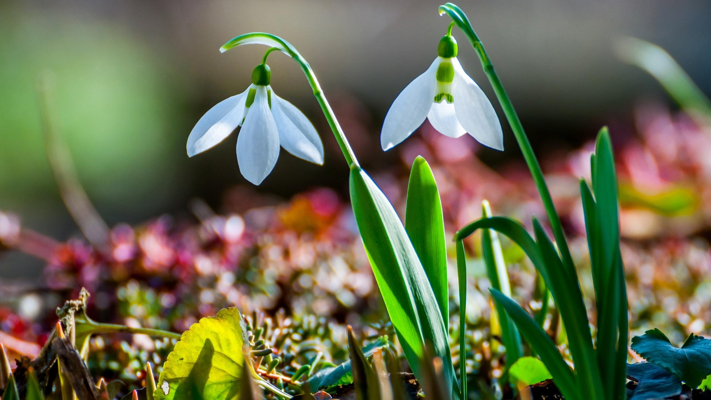 Концерт «Музыка весны»