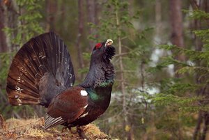 Исторический час «Глухарь – символ России»