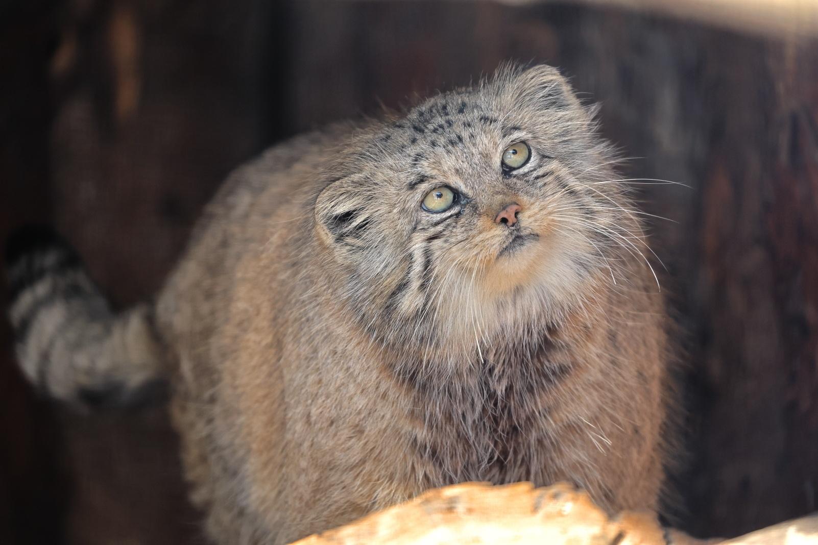 Тематический день «Край, где живёт манул»🐾