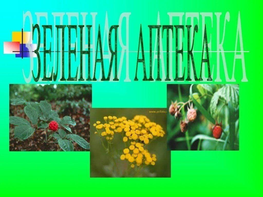 «Зеленая аптека» Колейдоскоп полезных советов