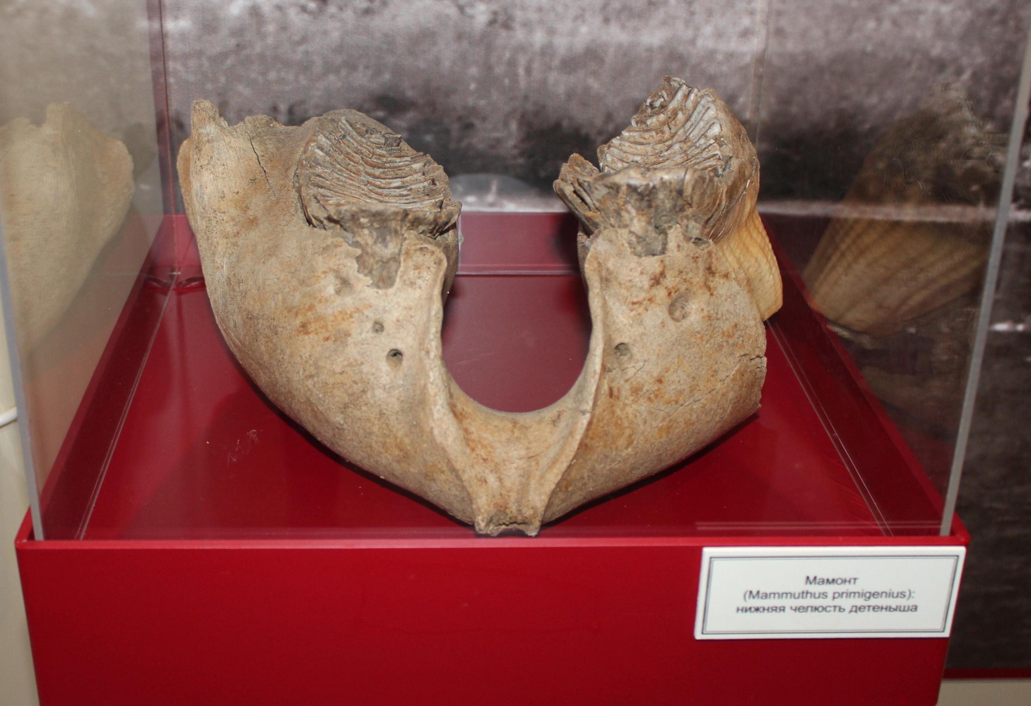 Выставка «Дивная гора»