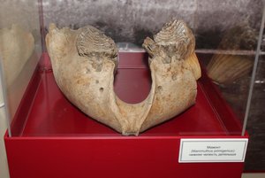 Выставка «Дивная гора»