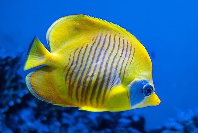 Выставка «Животные подводного мира»