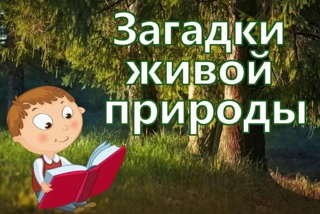 Экологическая игра«Загадка живой природы»