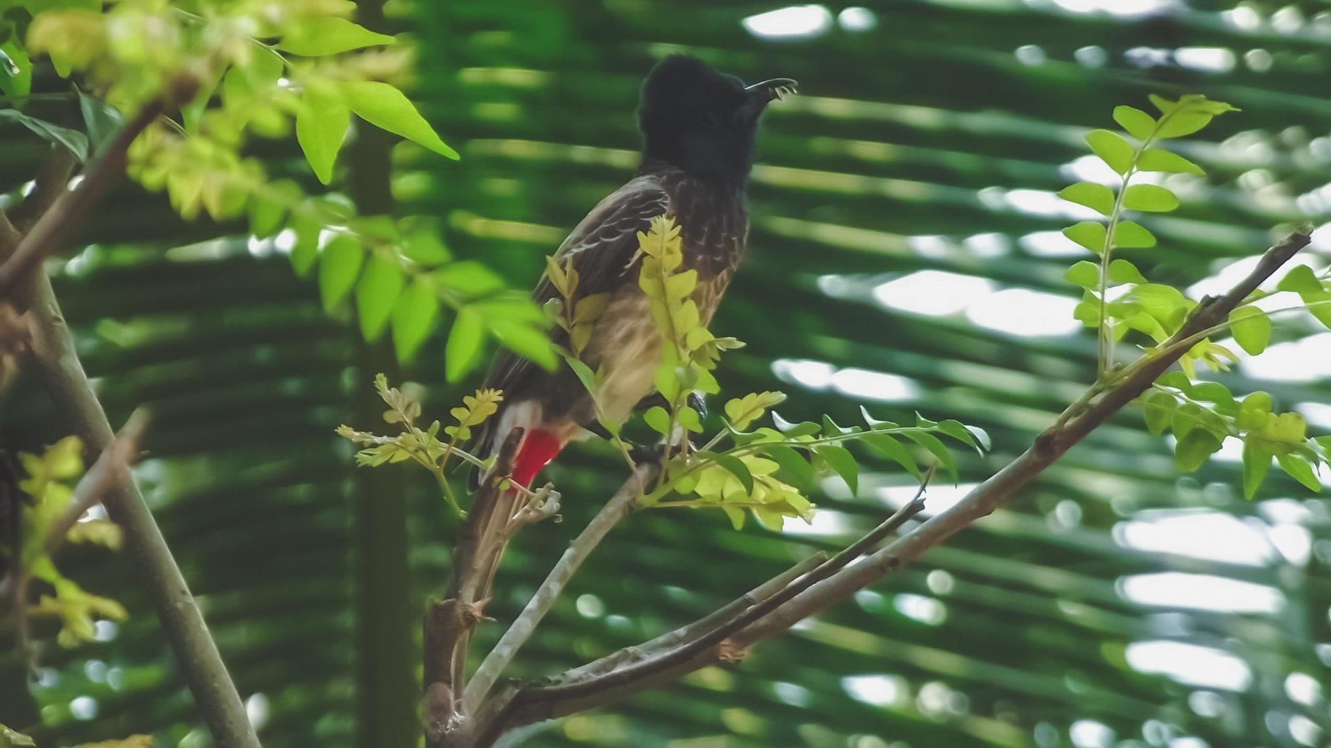 «Эти удивительные птицы»