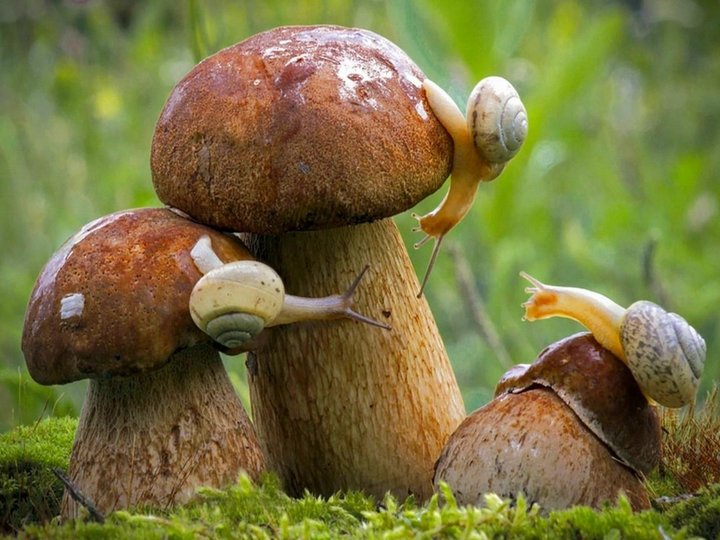 Мероприятие для детей «Путешествие в мир грибов»