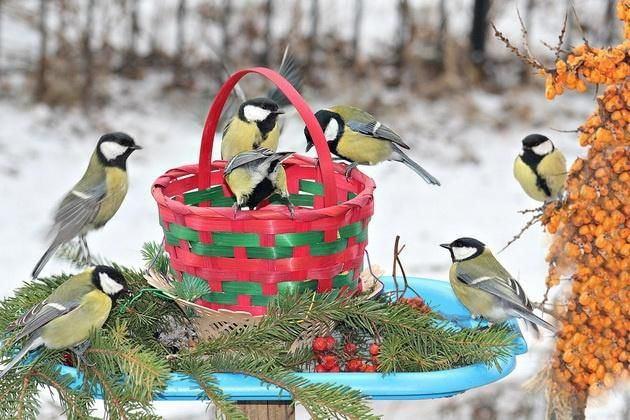 ««Птицы- наши друзья»Викторина