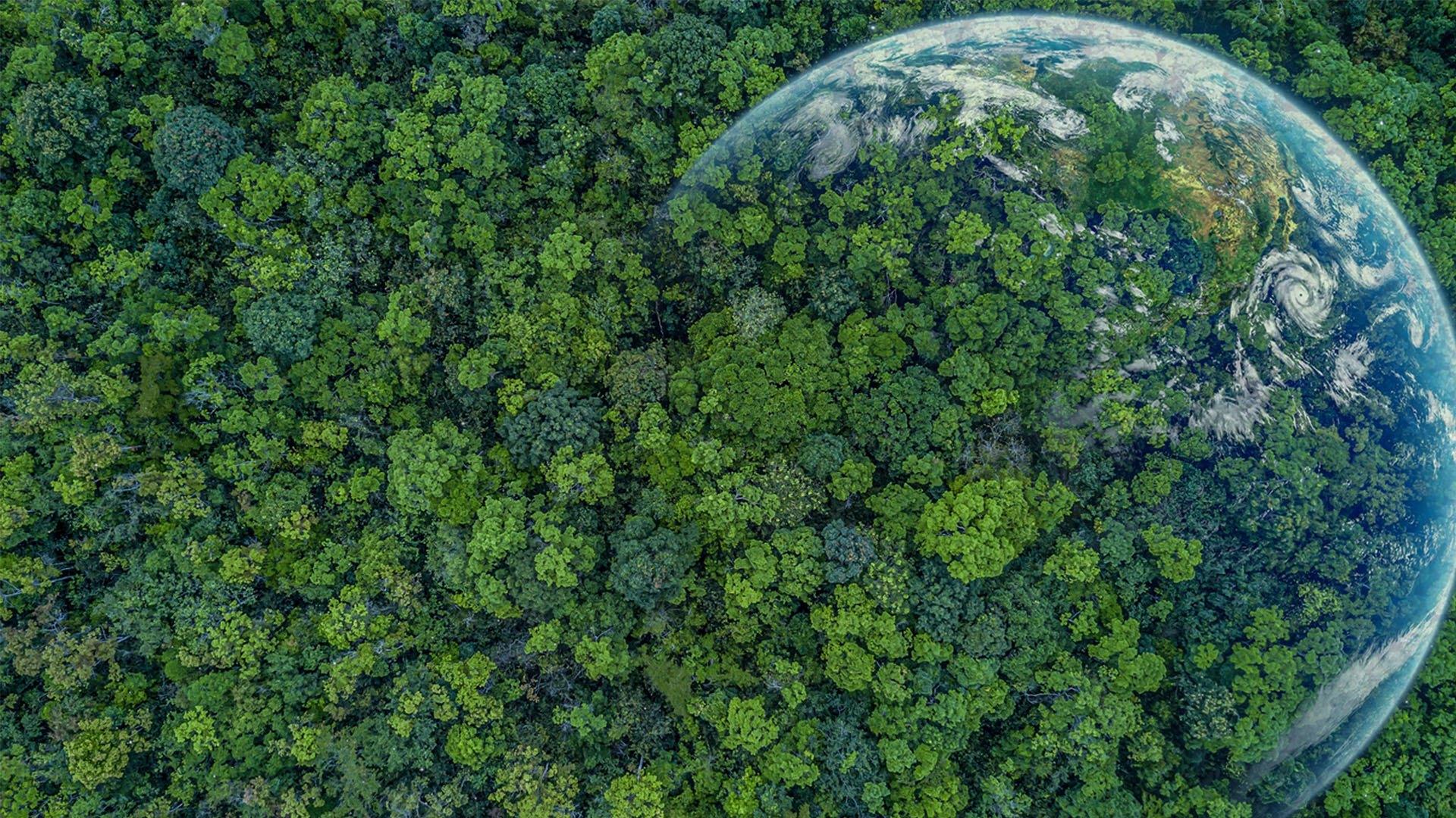 Викторина «Зелёная планета»