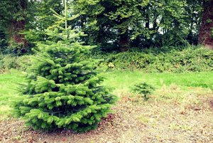 Мастер-класс «Рождественский венок»