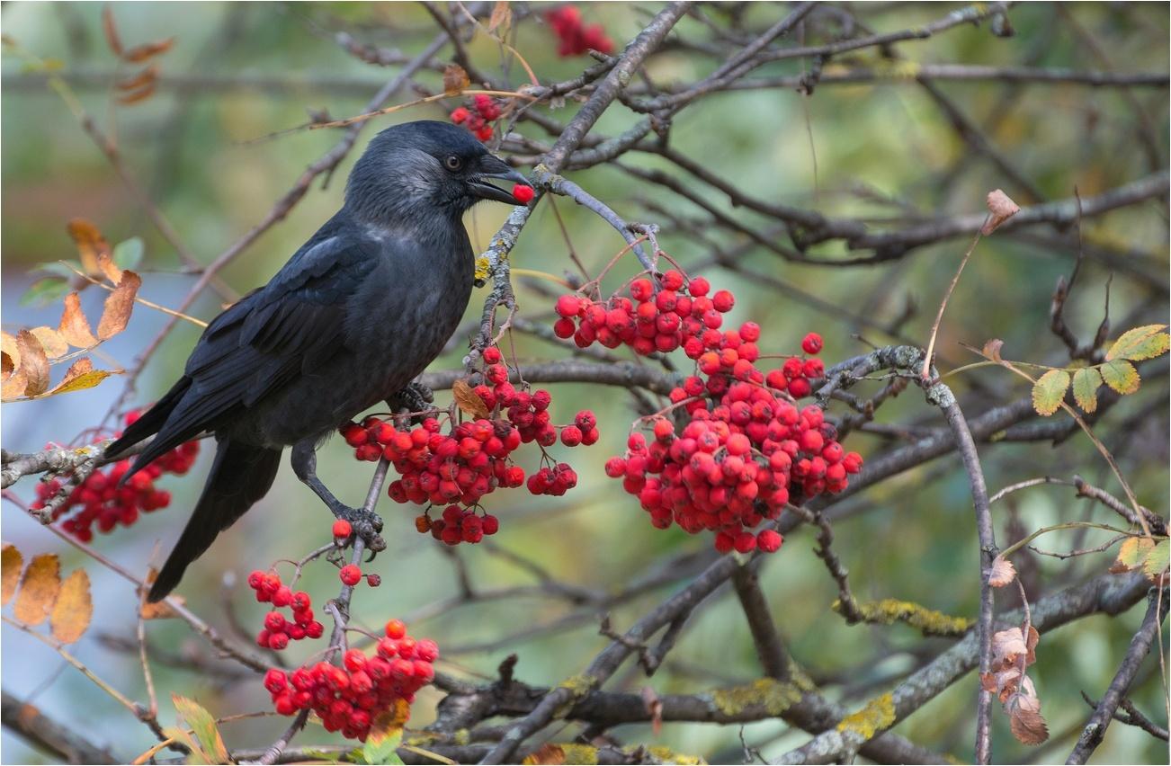 Тематический час «День птиц»