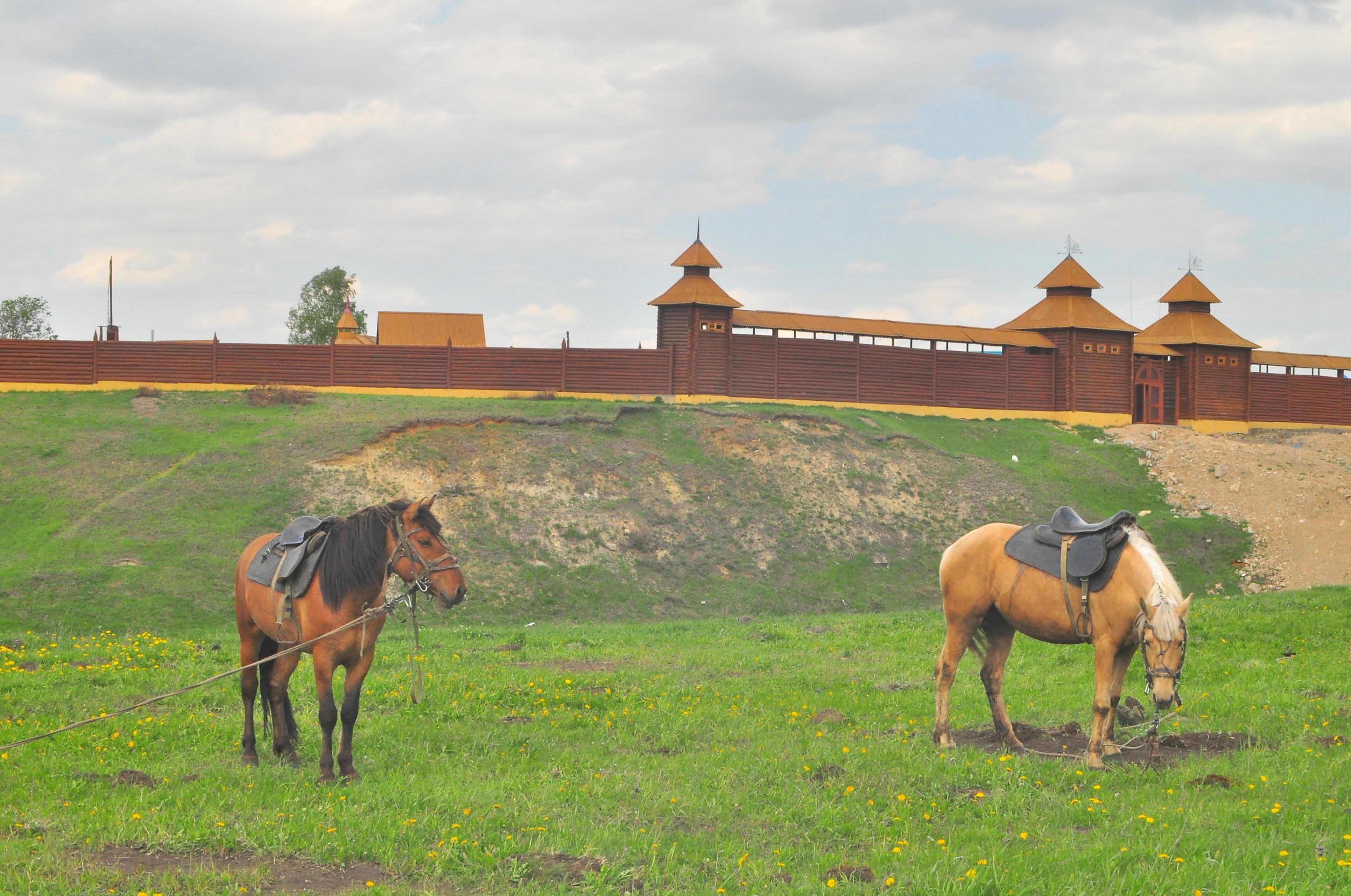 Программа «Татарские кони»