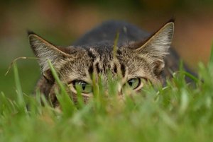 Выставка «Мой фотоКот»