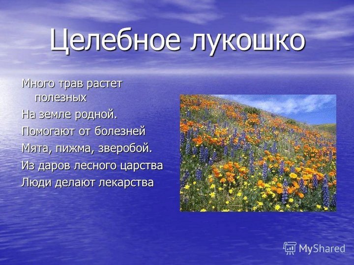 Целебное лукошко картинки