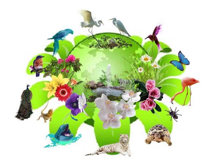 Час экологического воспитания «Все живое должно жить»