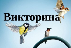 «В мире птиц» Викторина.