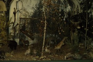 Выставка Советского краеведческого музея