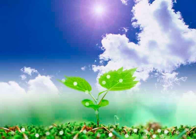 Экологический час «Подарим красоту природе»