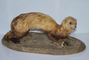 Выставка «От пингвина до хорька»