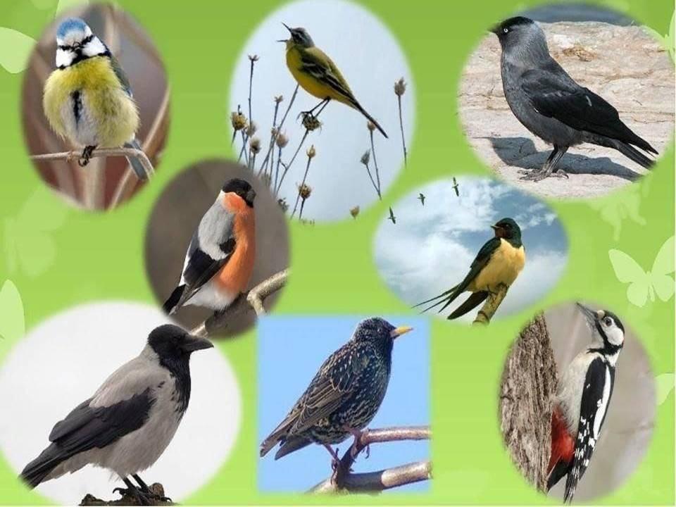 Викторина «Птицы – наши друзья!»